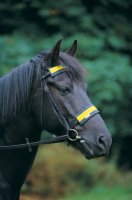 Noseband/Browband